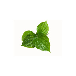 2xCHA PLU LEAF - ใบชะพลู 100G