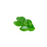 Fresh kaffir lime leaf - ใบมะกรูด 1kg