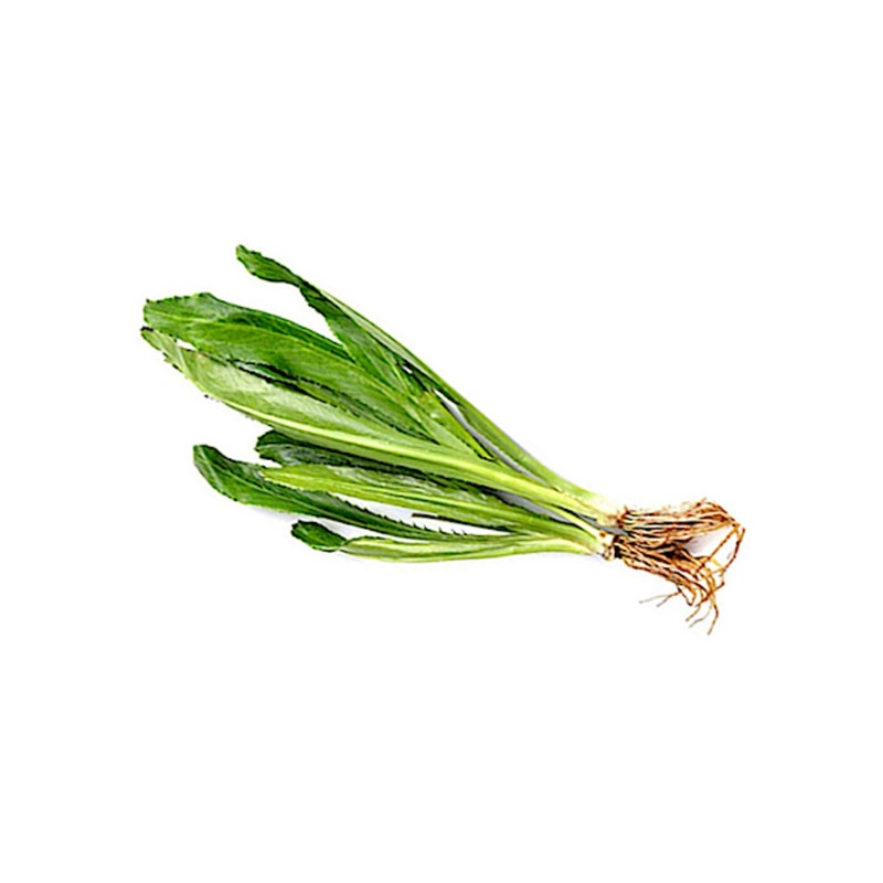 Thai parsley - ผักชีฝรั่ง 100g