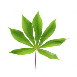 Casava leaf - ใบมันสำปะหลัง...