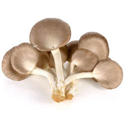 Oyster mushroom -...