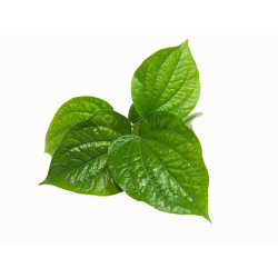 Cha plu leaf - ใบชะพลู 100g