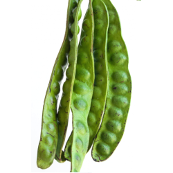 Unpeeled sator bean - สะตอฝัก 1kg